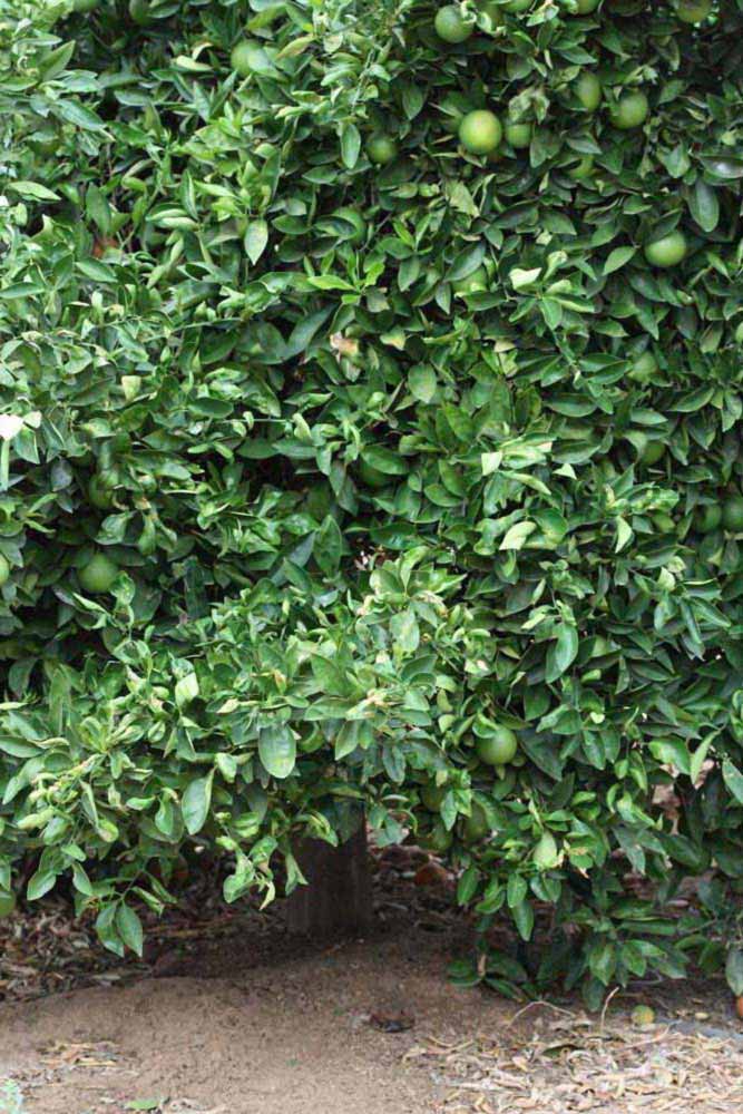              Habit (Riverside, CA)       